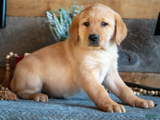 Goldador dogs Prince - Ad 9