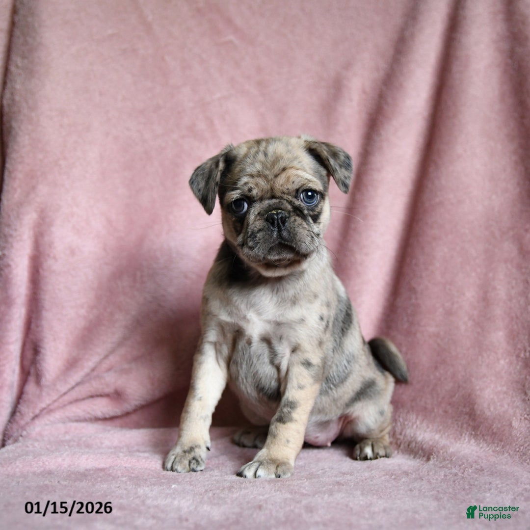 Pug dogs for sale: Mia  - Ad 3