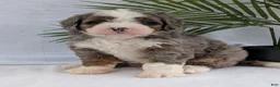 Mini Bernedoodle dogs for sale: Mini Darcy  - Ad 22