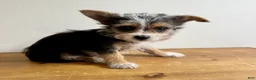 Chorkie dogs for sale: Sable  - Ad 4
