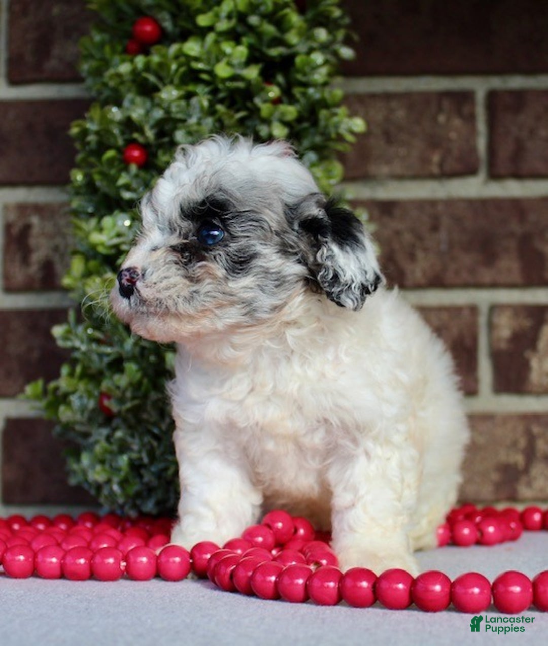 Miniature Poodle dogs for sale: Jingles - Ad 5