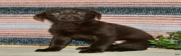 Labrador Retriever dogs for sale: Cloe  - Ad 4