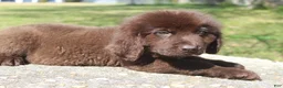 Newfoundland dogs for sale: Scout - Ad 5