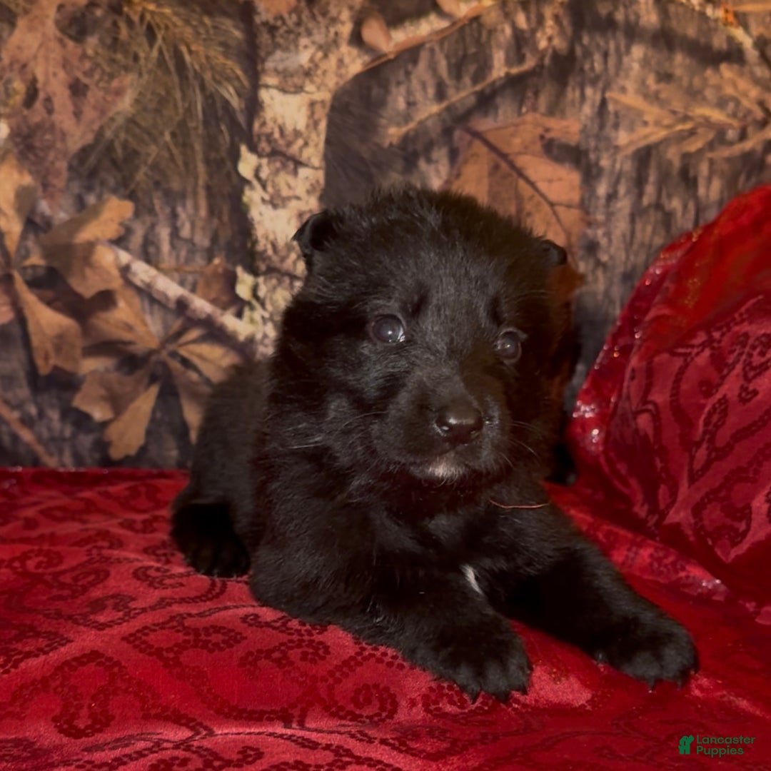 German Shepherd dogs for sale: SCAMPI - Ad 16