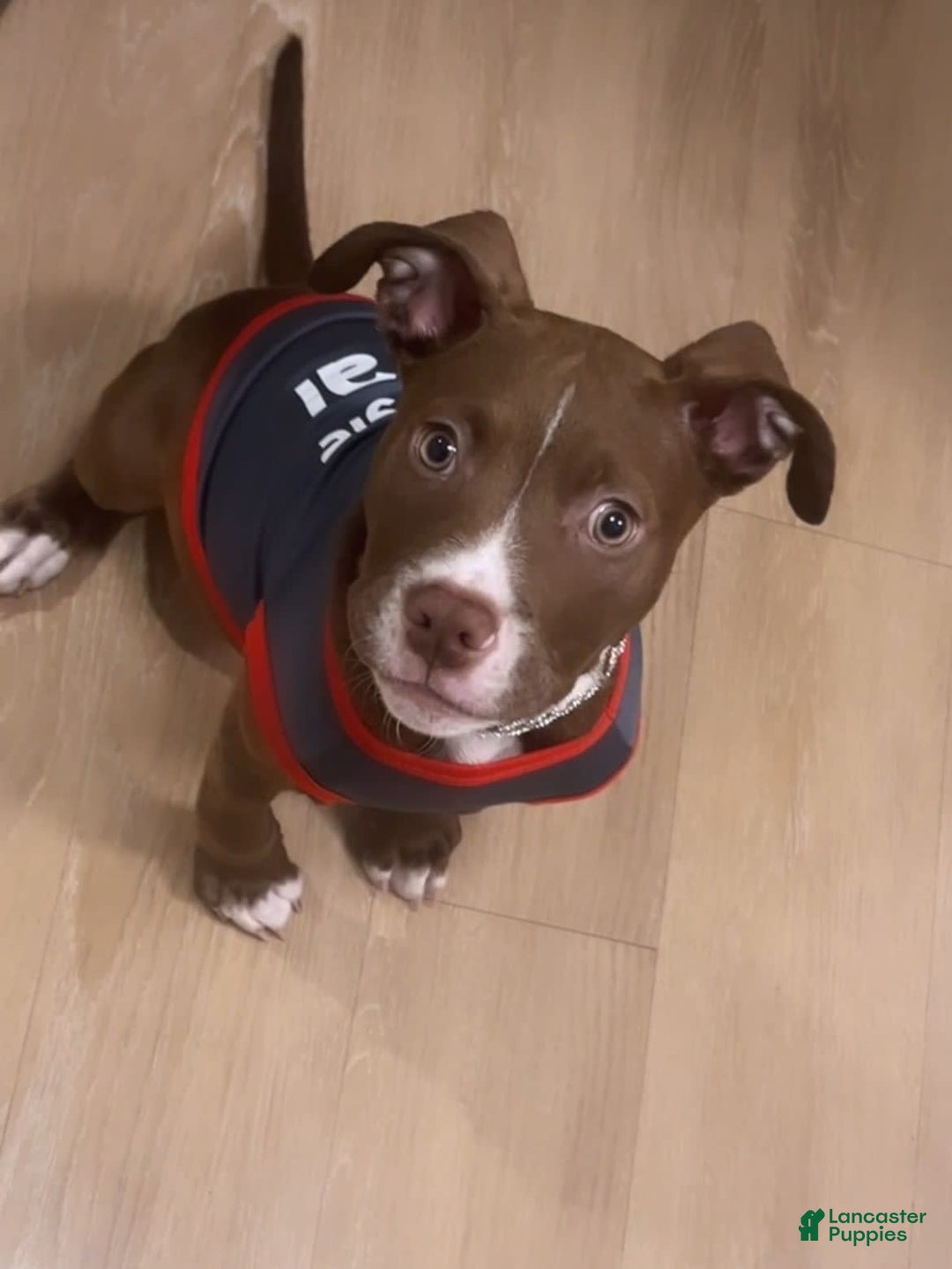 Gallery Image {{count}}