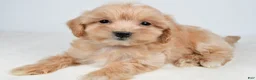 Maltipoo dogs for sale: Polly - Ad 5