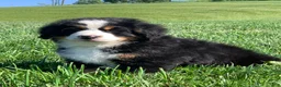 Bernese Mountain Dog dogs for sale: SweetPea - Ad 7