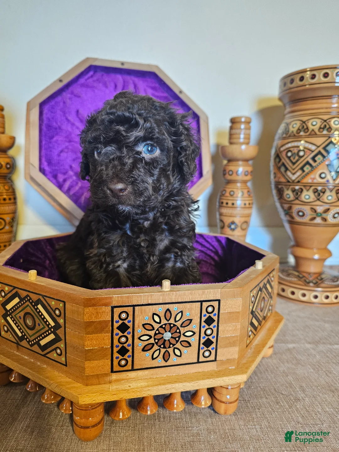 Mini Goldendoodle dogs for sale: Cedar - Ad 5