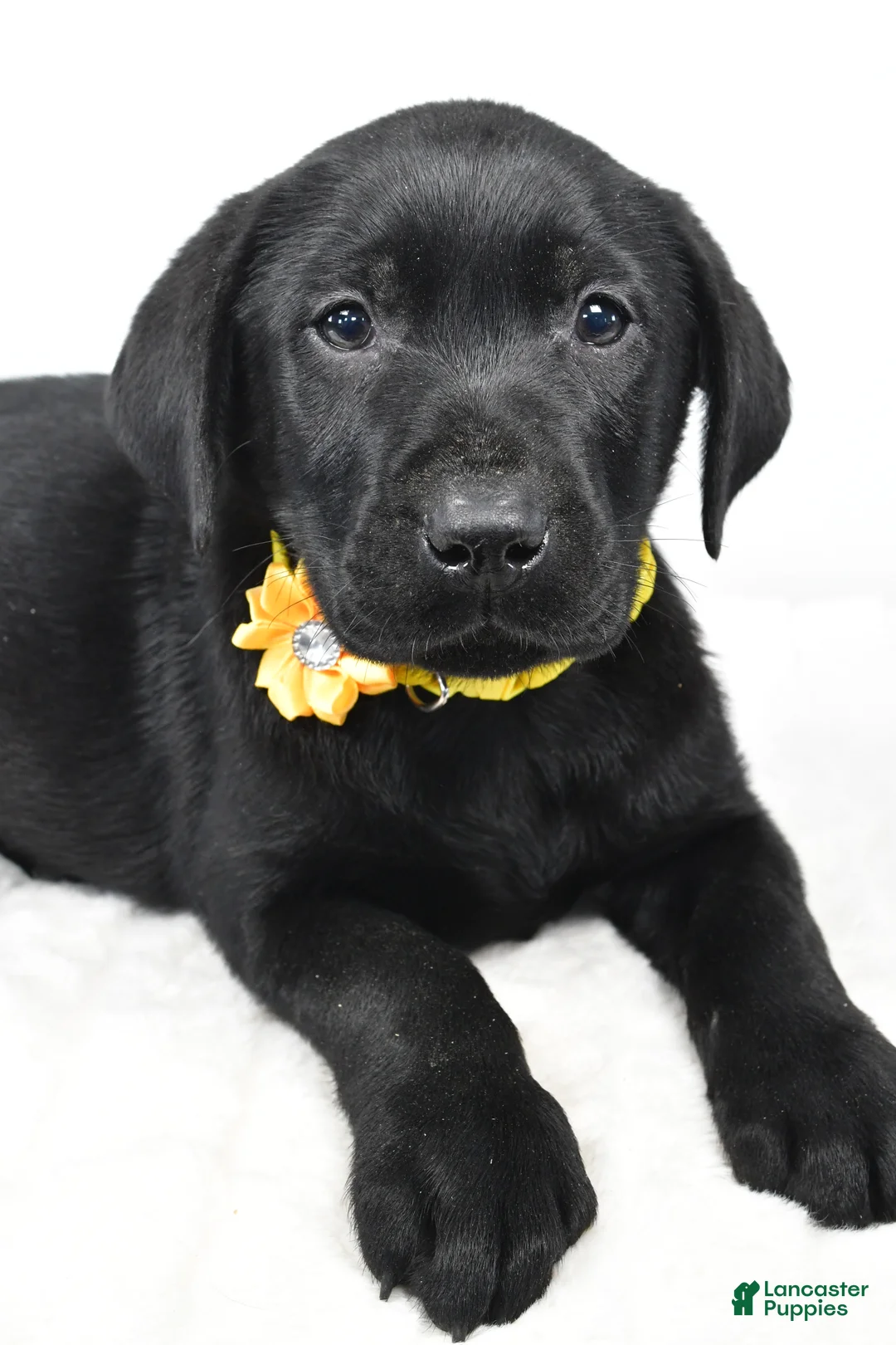 Labrador Retriever dogs for sale: Rusty - Ad 3