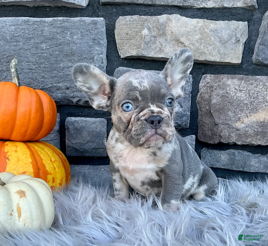French Bulldog dogs for sale: Chloe - Ad 2