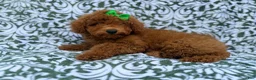 Miniature Poodle dogs for sale: Cali - Ad 2