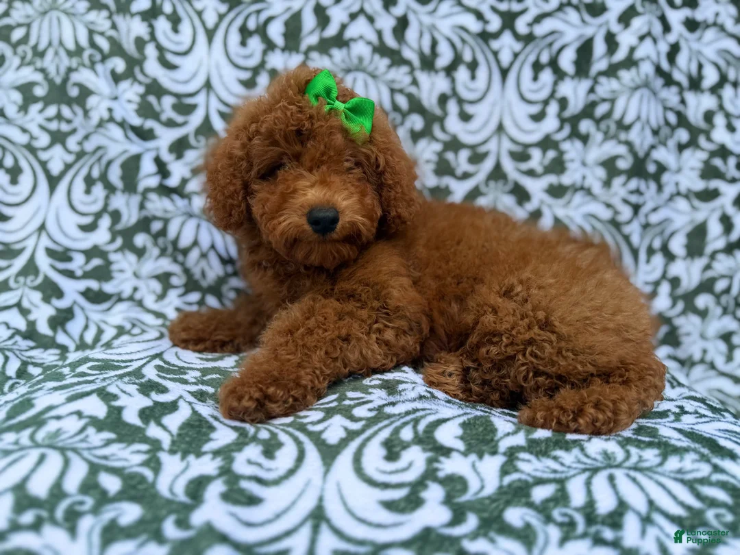 Miniature Poodle dogs for sale: Cali - Ad 2