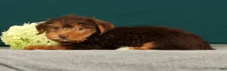 Yorkshire Terrier dogs for sale: Poochie - Ad 4
