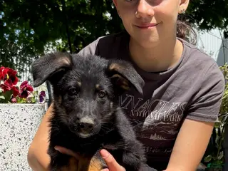German Shepherd dogs Oscar - Ad 12