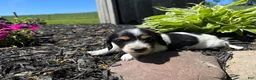 Miniature Dachshund dogs for sale: Willow  - Ad 4