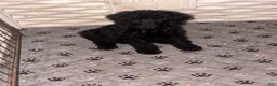 Standard Poodle dogs for sale: Standard Poodle 1 - Ad 2