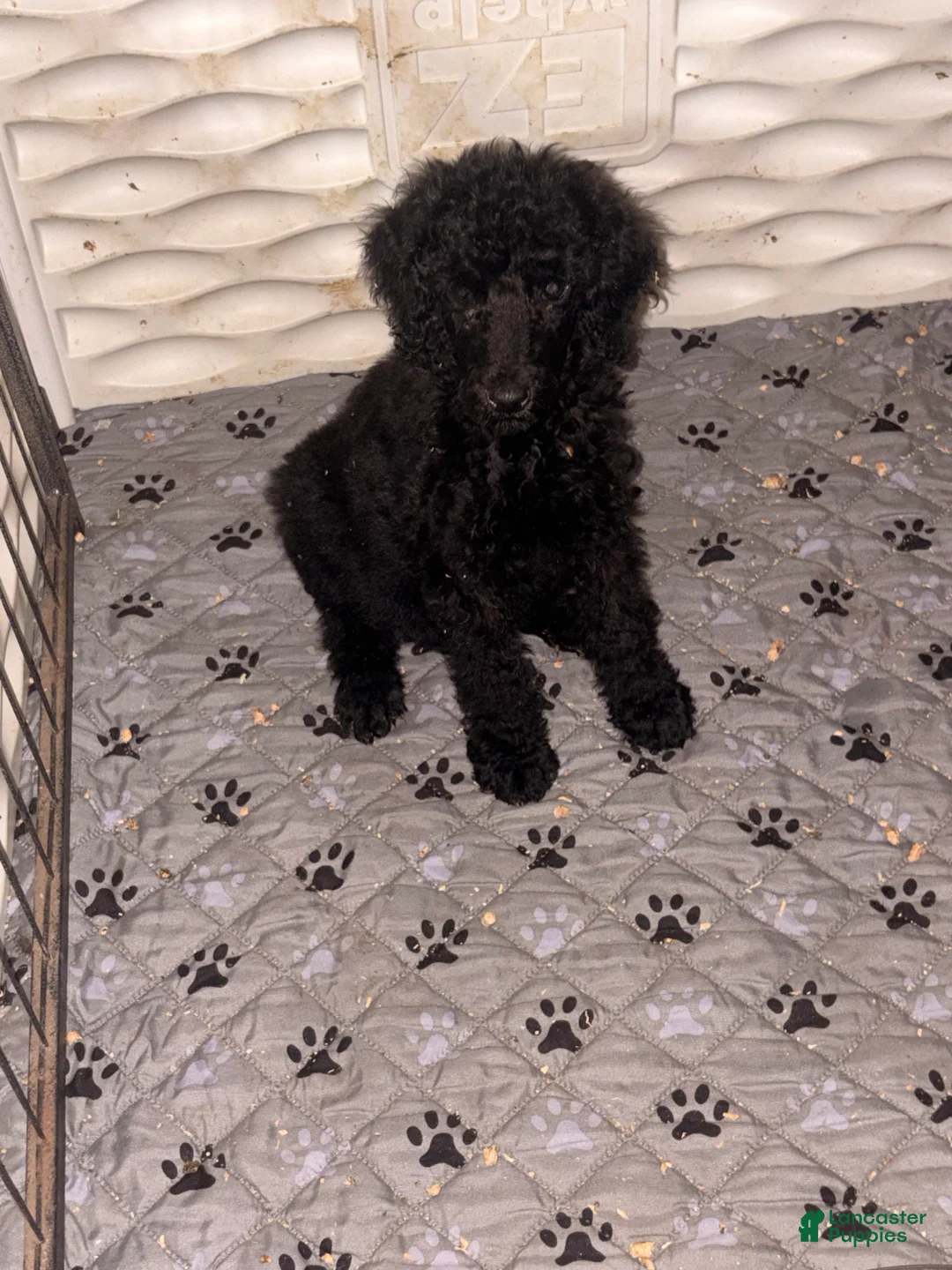Standard Poodle dogs for sale: Standard Poodle 1 - Ad 2