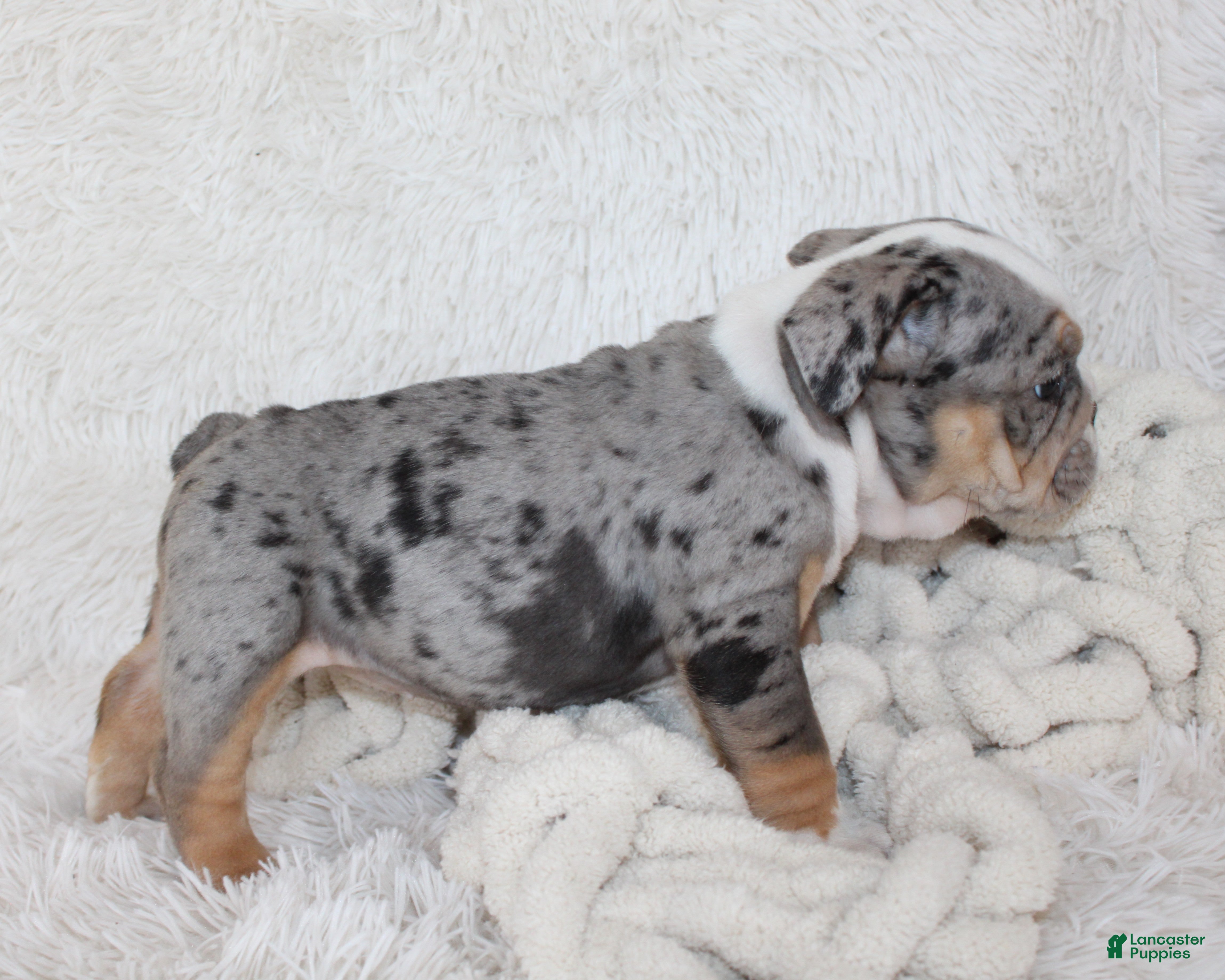 English Bulldog dogs Nora - Ad 2