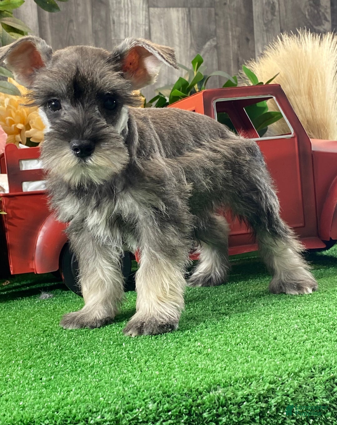 Miniature Schnauzer dogs for sale: Kira - Ad 2