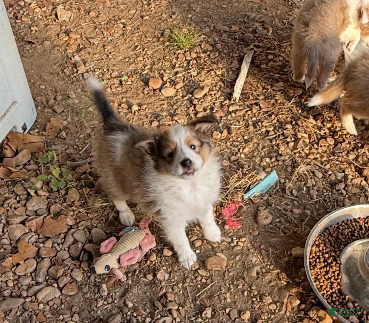 Shetland Sheepdog dogs for sale: Shetland Sheepdog 2 - Ad 1