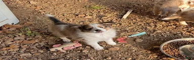 Shetland Sheepdog 2