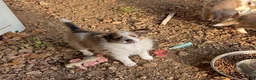 Shetland Sheepdog dogs for sale: Shetland Sheepdog 2 - Ad 1