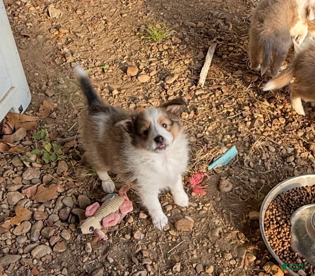 Shetland Sheepdog dogs for sale: Shetland Sheepdog 2 - Ad 1