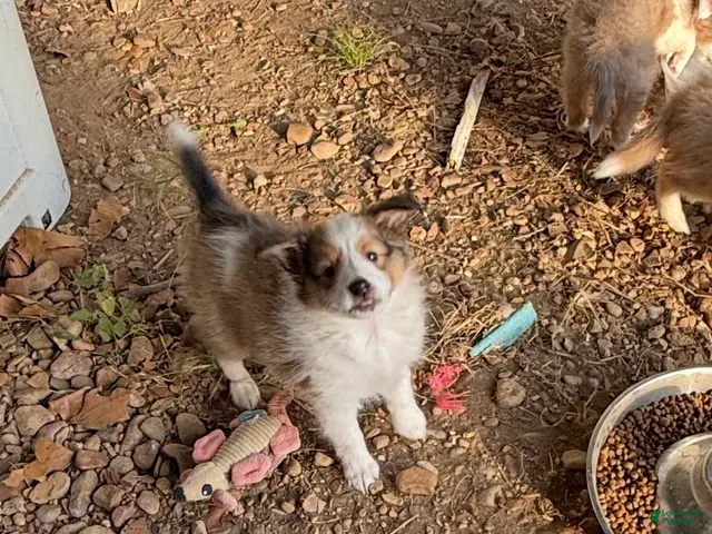 Shetland Sheepdog dogs for sale: Shetland Sheepdog 2 - Ad 1