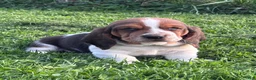 Basset Hound dogs for sale: Chubs - Ad 3