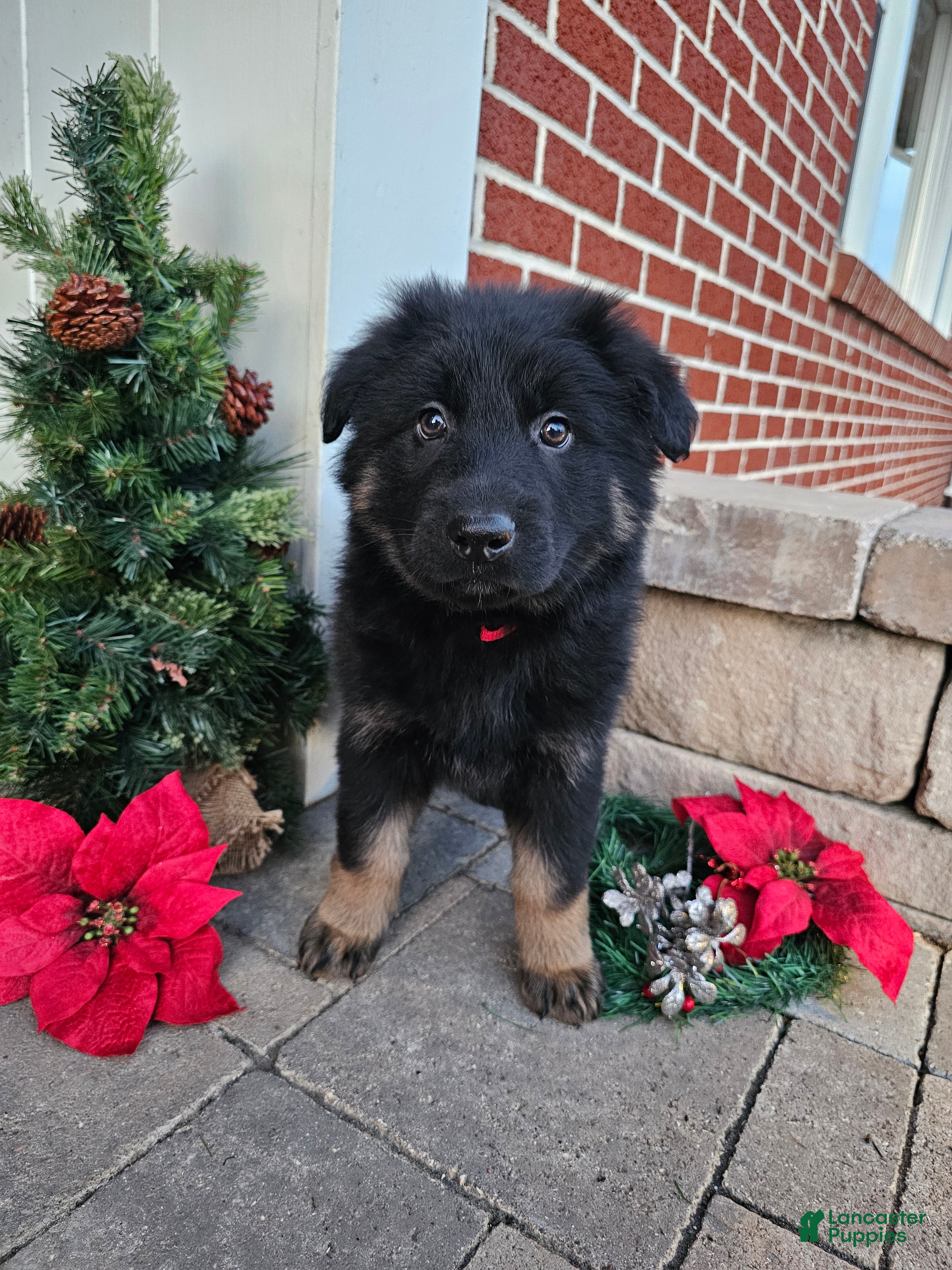 German Shepherd dogs Max - Ad 12