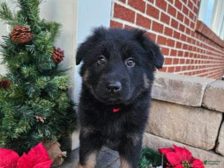 German Shepherd dogs Max - Ad 18