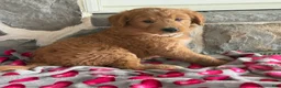 Goldendoodle dogs for sale: Nellie - Ad 4