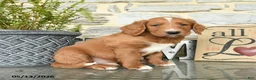 Goldendoodle dogs for sale: Jerry - Ad 1