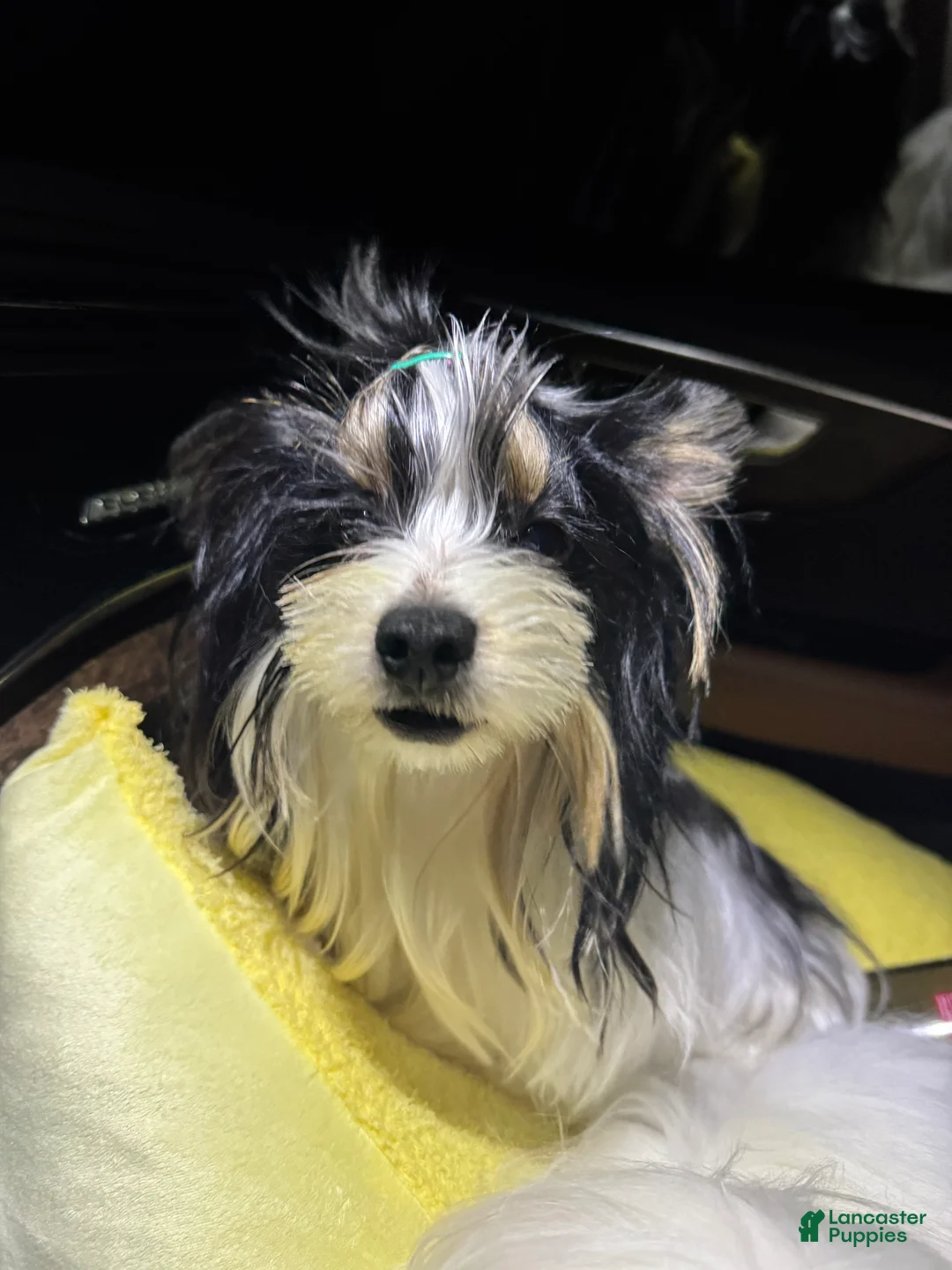 Yorkshire Terrier dogs for sale: Green - Ad 7