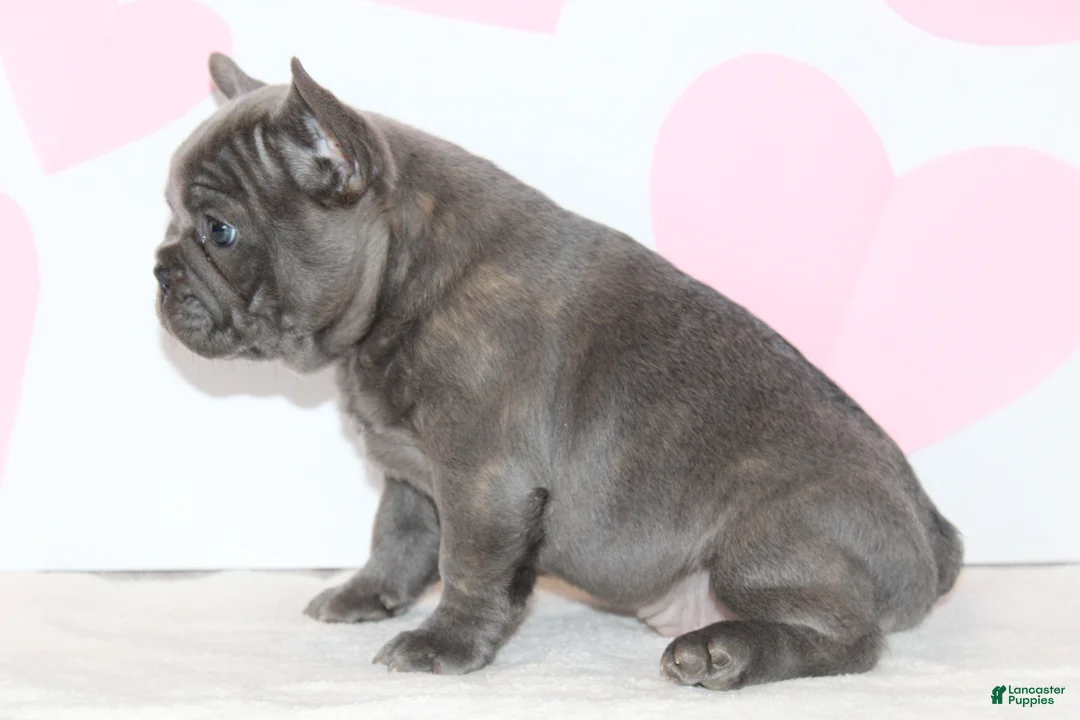 French Bulldog dogs for sale: Bow - Ad 2