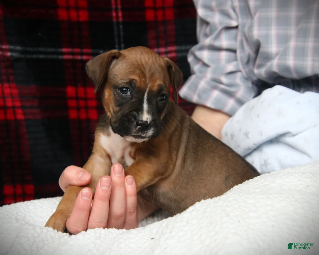 Boxer dogs for sale: Nollie - Ad 4