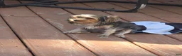 Yorkshire Terrier dogs for sale: Sonic the hedgehog  - Ad 4