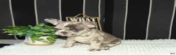 French Bulldog dogs for sale: Twinkle - Ad 7