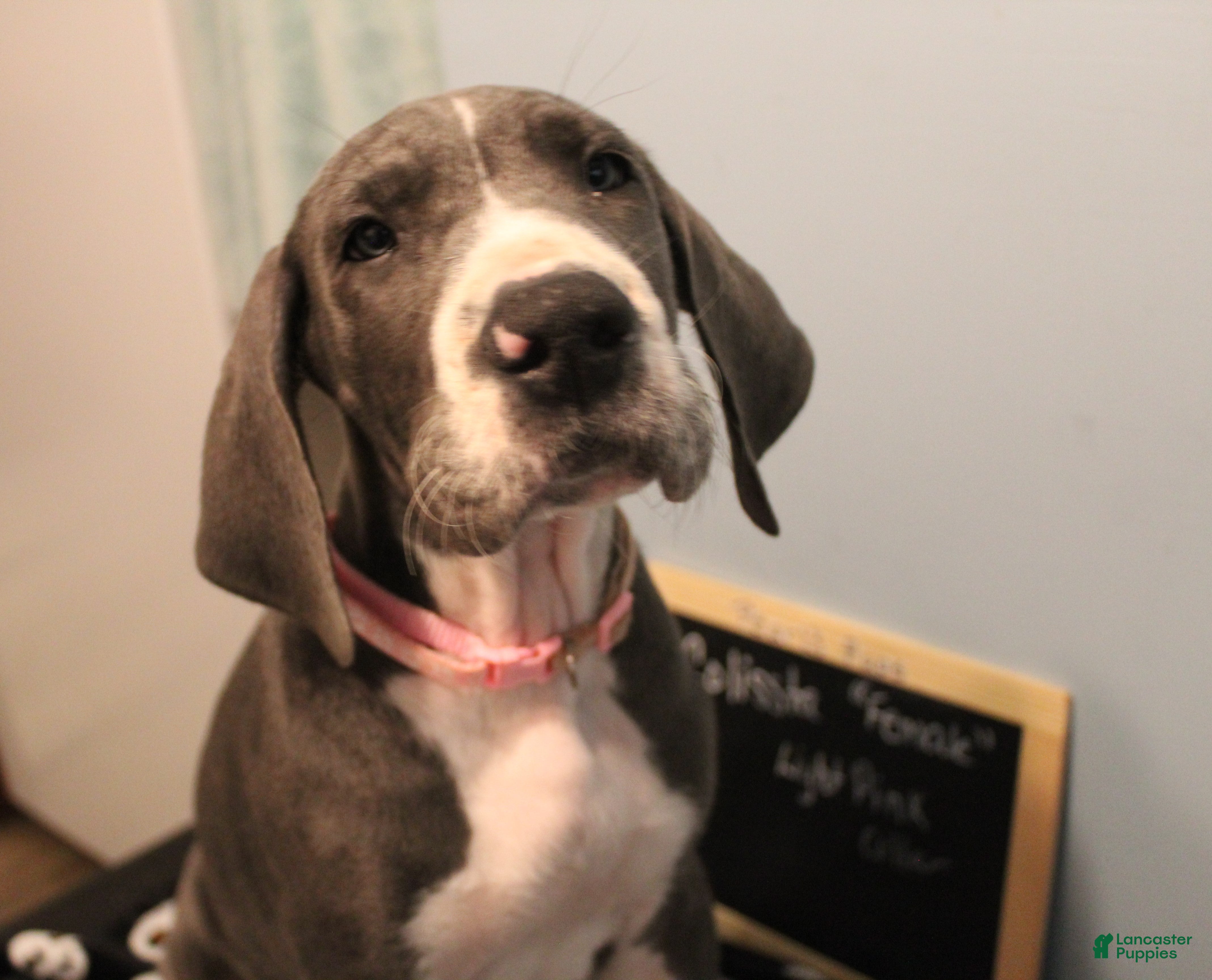 Great Dane dogs Colissta  - Ad 20