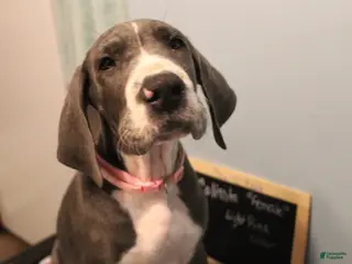 Great Dane dogs Colissta - Ad 40