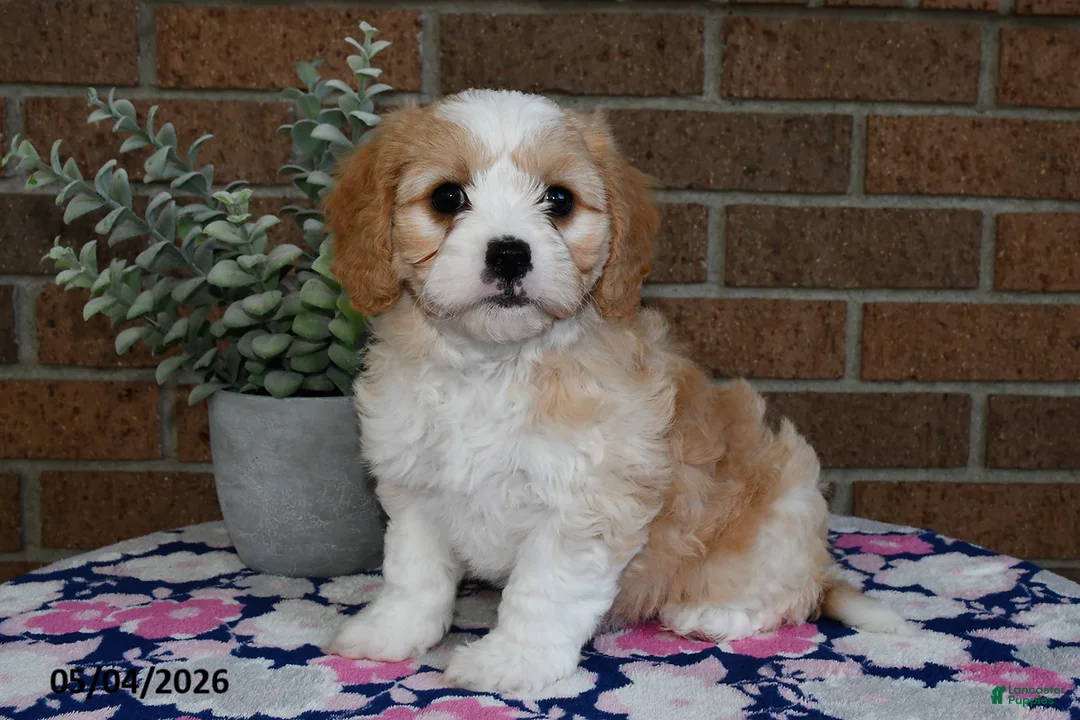 Cavachon dogs for sale: Esther - Ad 2