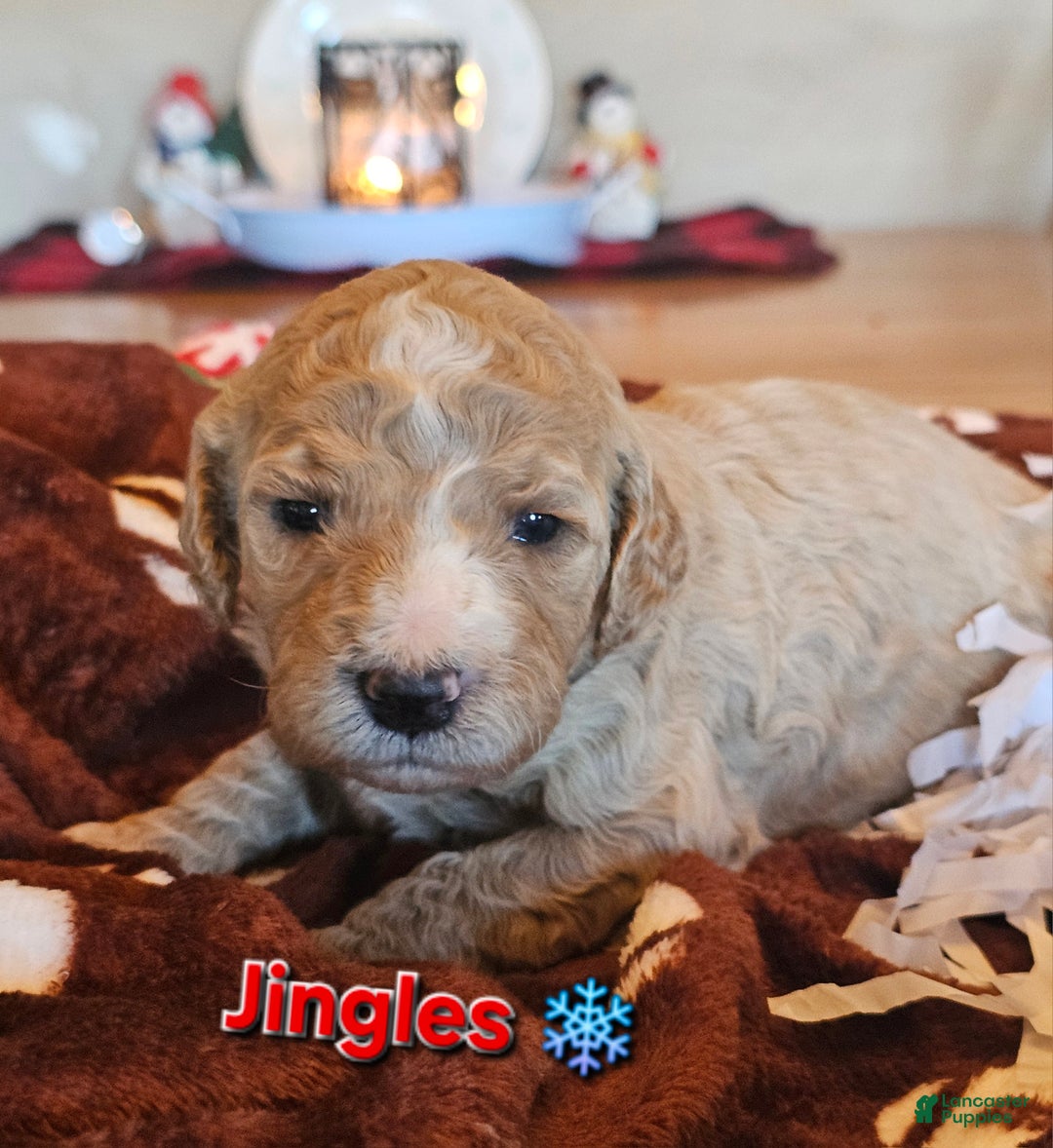 Goldendoodle dogs for sale: Jingles  - Ad 1