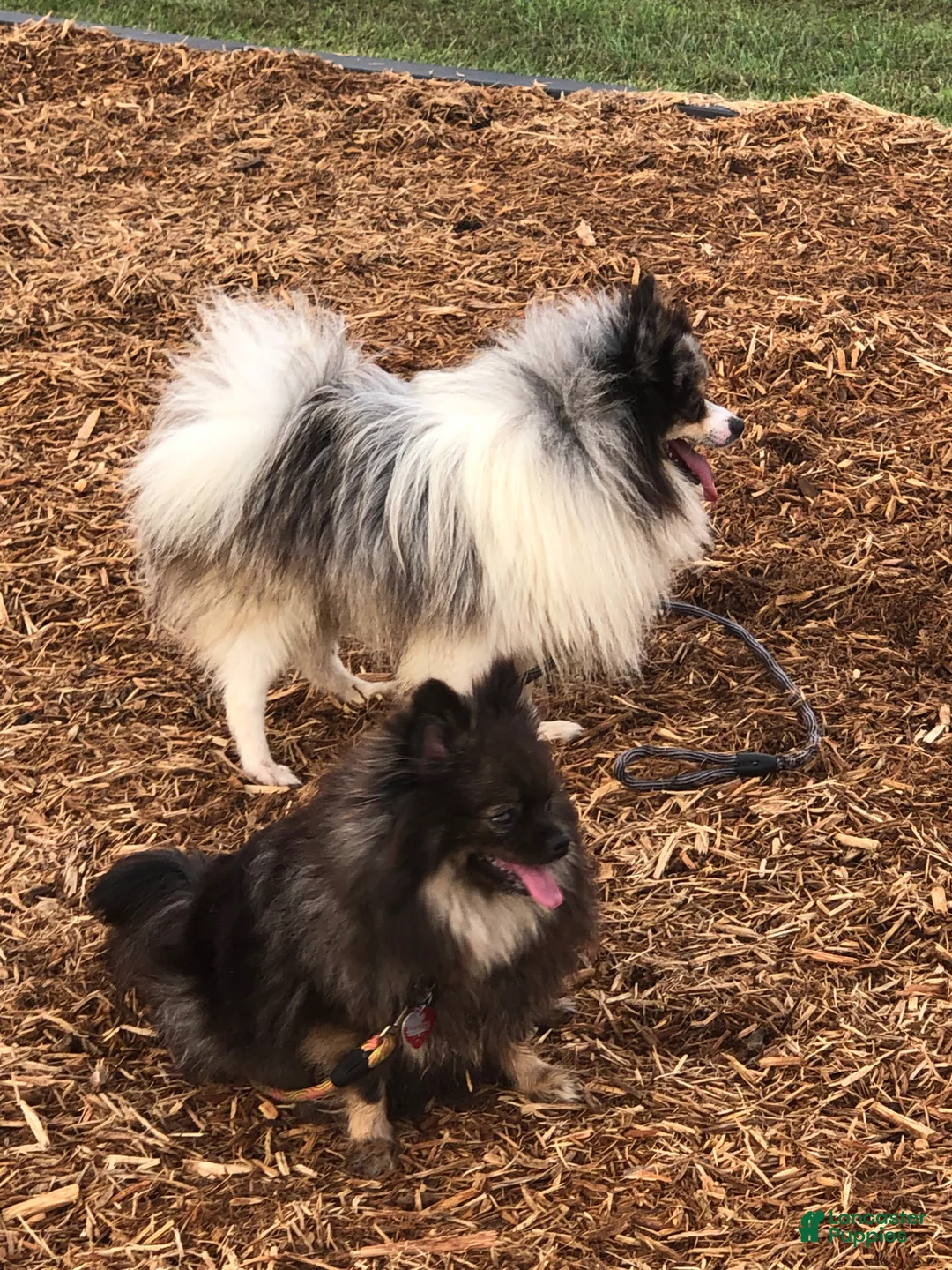 Pomeranian dogs for sale: Geppetto - Ad 9