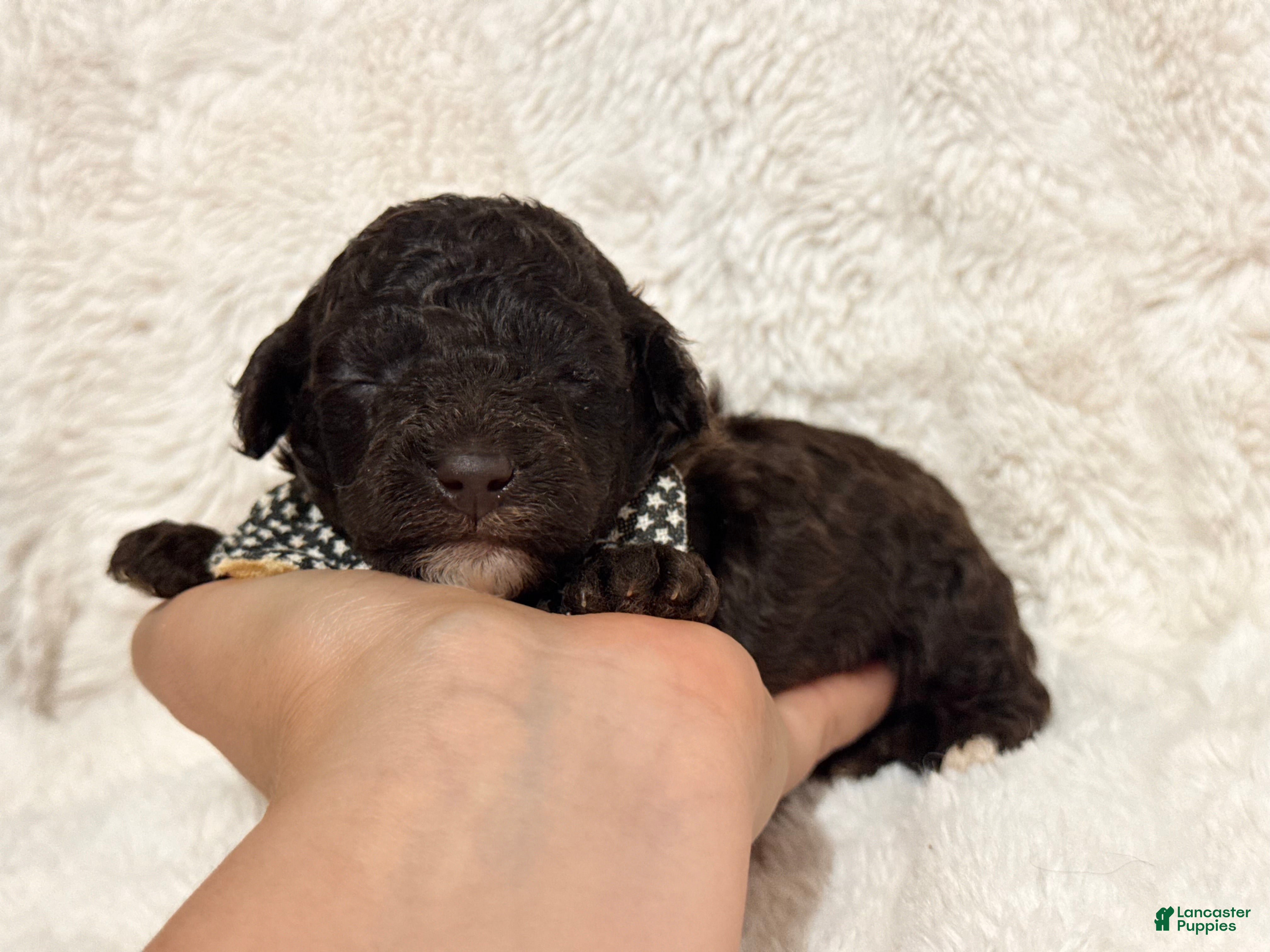 Toy Poodle dogs for sale: Bodhi - Ad 4