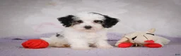 Mini Bernedoodle dogs for sale: Macky - Ad 8