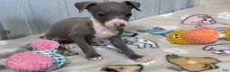 Italian Greyhound dogs for sale: Buzz - Ad 7