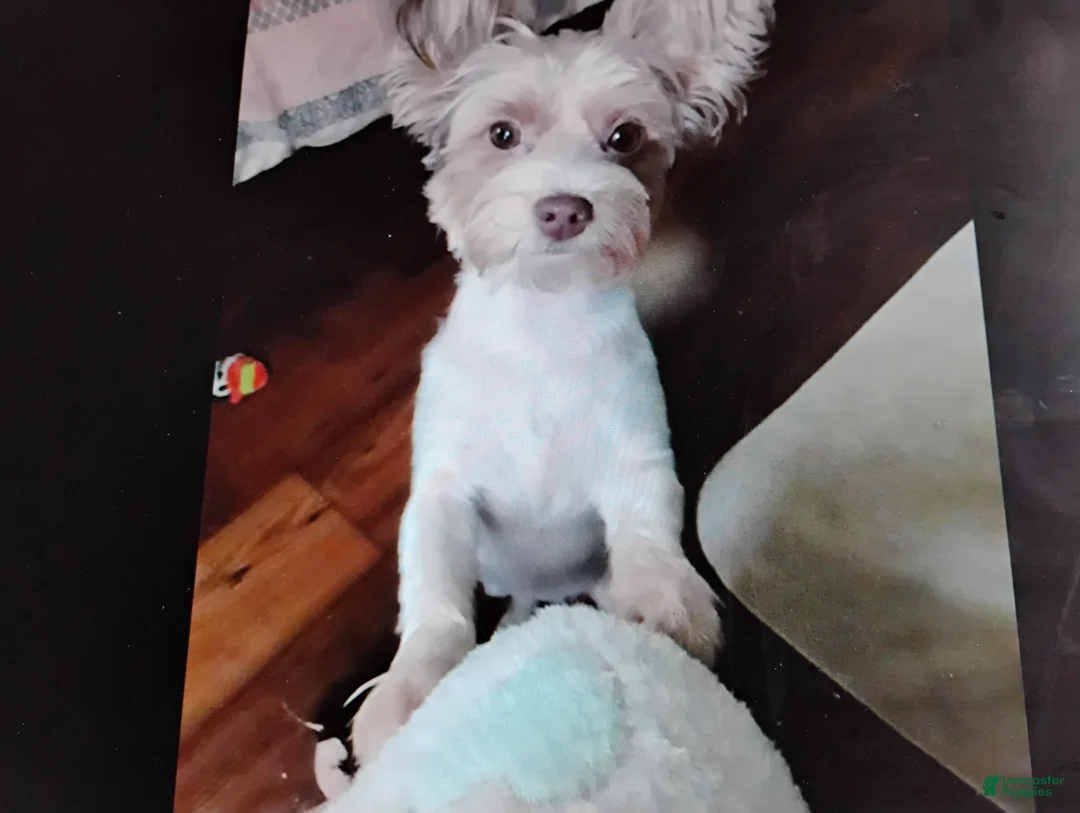 Biewer Terrier dogs for sale: Biewer Terrier Puppy 8 - Ad 3