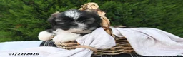 Shih Tzu dogs for sale: Chocolate - Ad 5