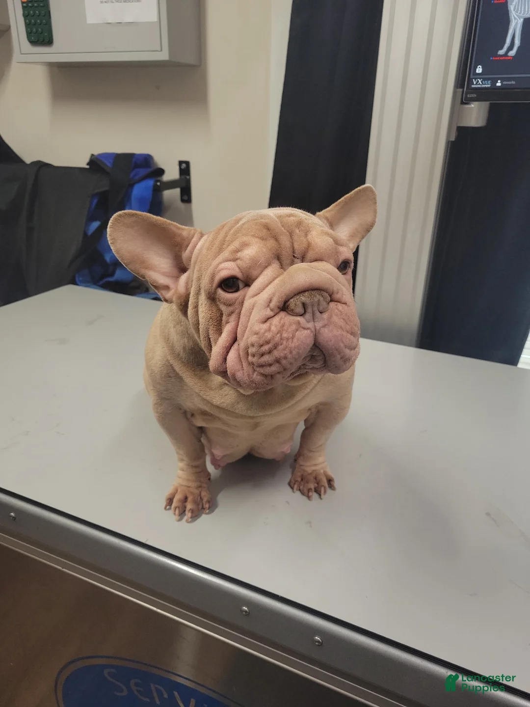 French Bulldog dogs for sale: French Bulldog 1 - Ad 6