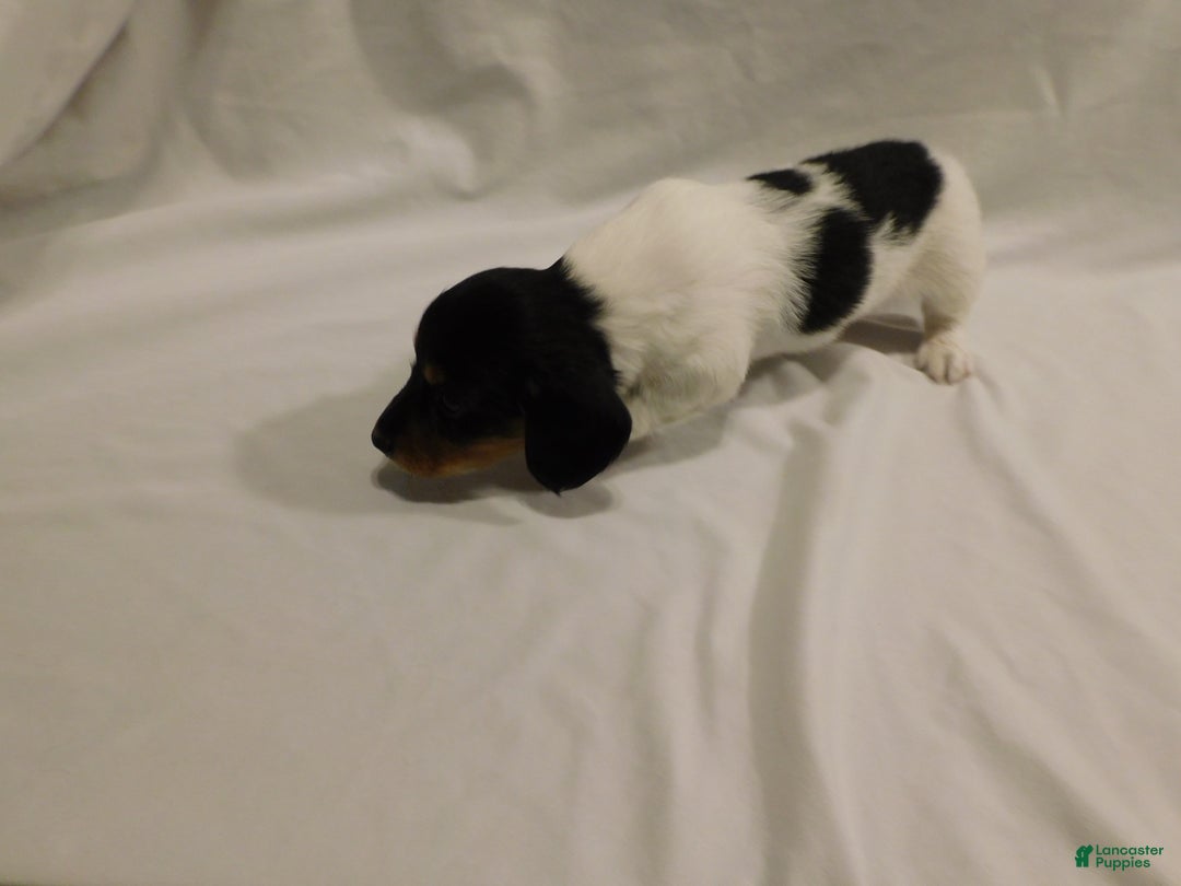 Miniature Dachshund dogs for sale: LMA's ChampionDoxie Snoop Dogg - Ad 7